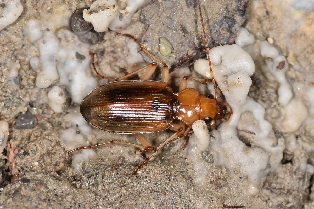 Carabidae: Tra le pietre del fiume Sangro. Nebria psammodes